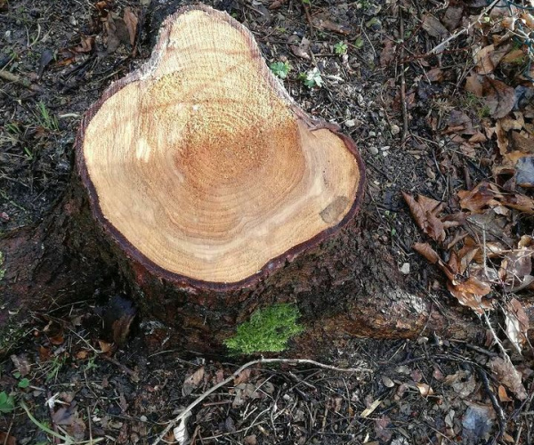 Baumstümpfe Wurzelstock Entfernung