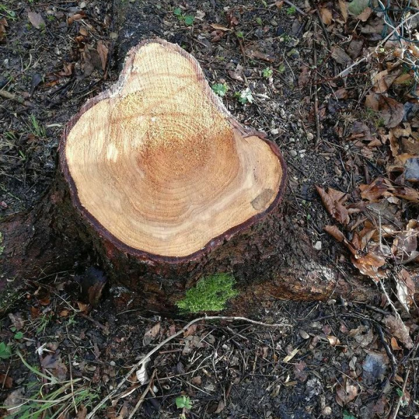 Baumstumpf / Wurzelstock Entfernung 